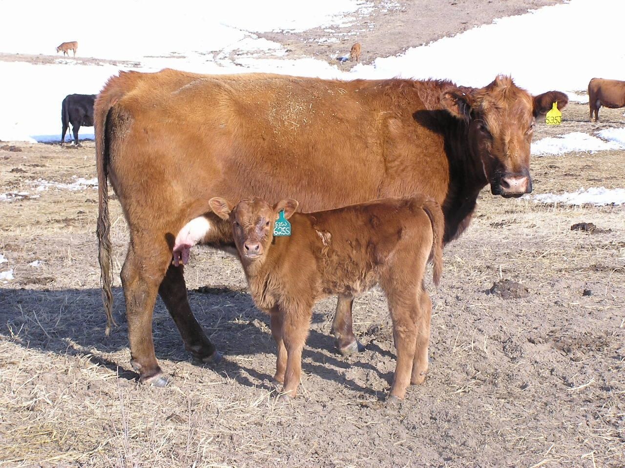 Selecting Replacement Heifers Based on Birth Date and Age of Dam | UNL Beef