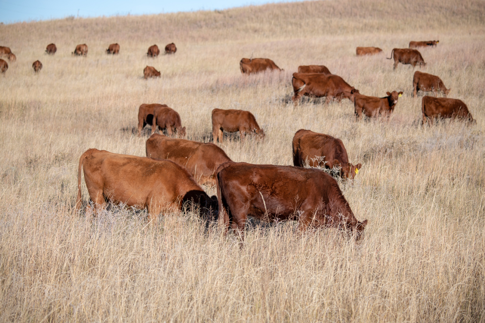 Cows grazing on rangeland