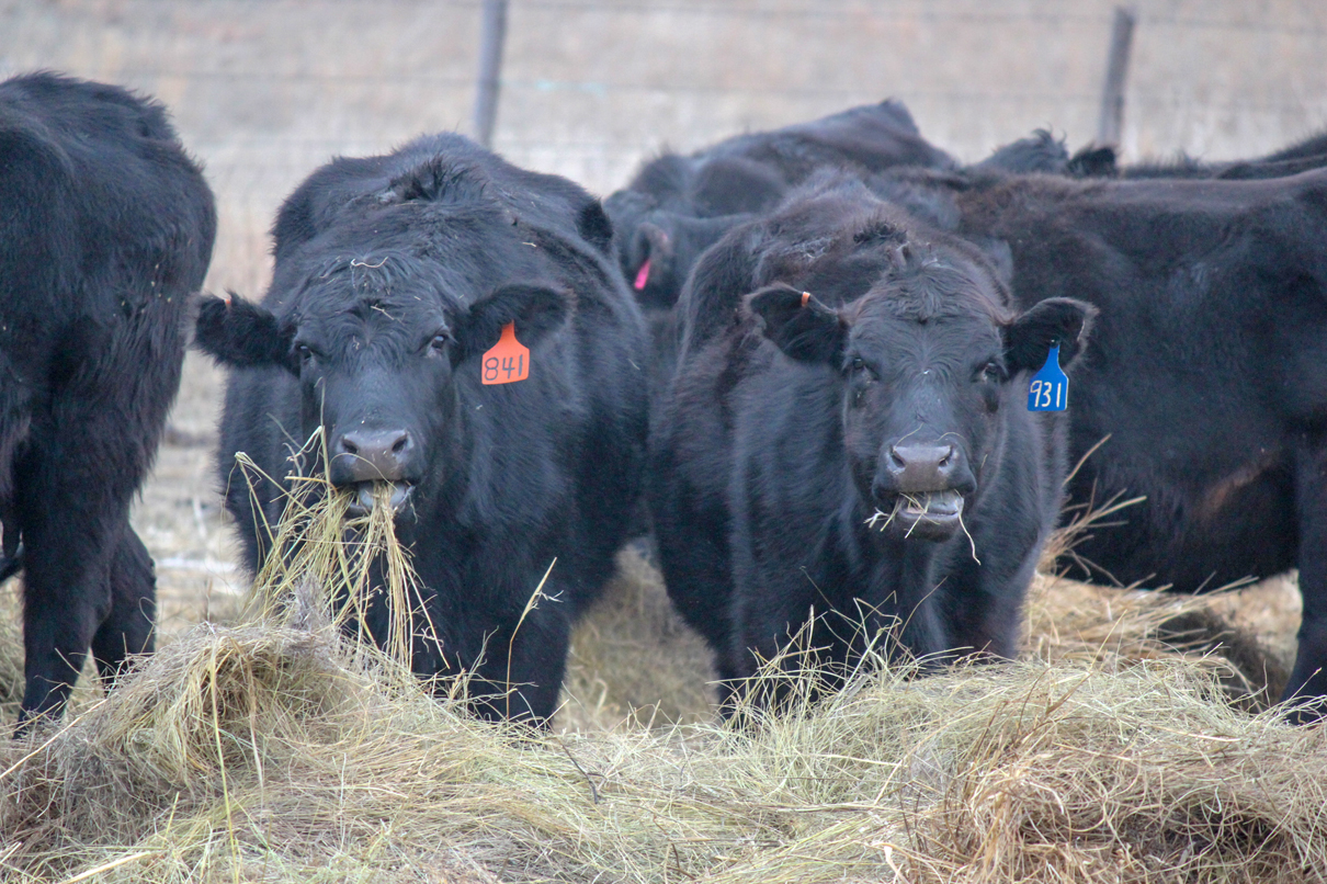 Cows eating meadow hay