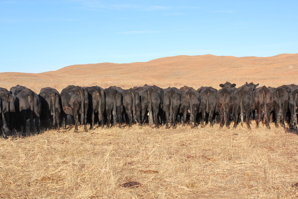 Cows feeding on range