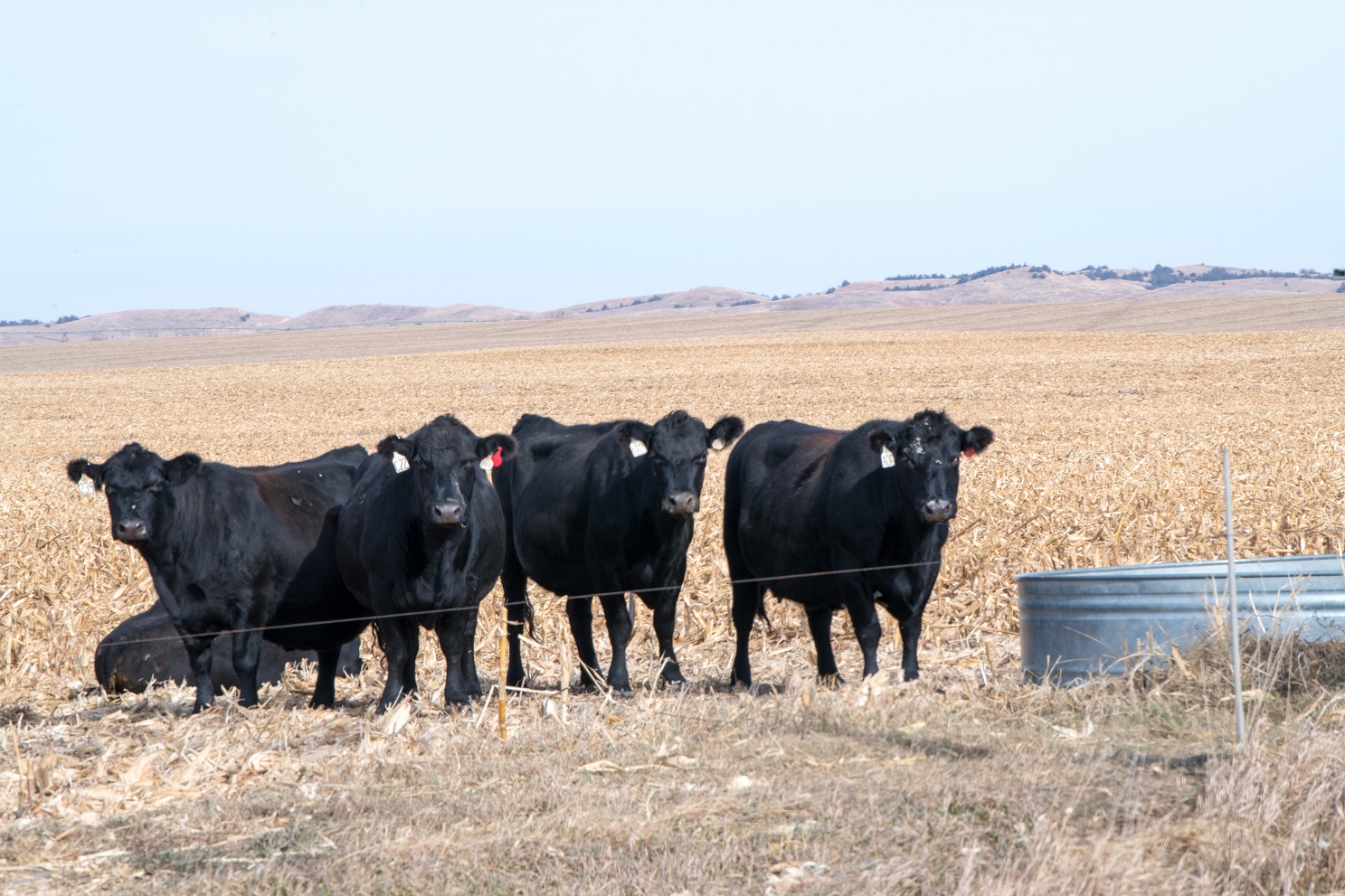 Cows grazing corn residue
