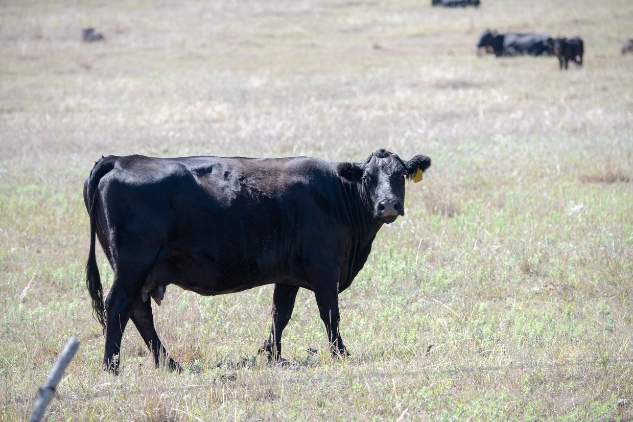 Flexible Stocking Rate Options for Drought Management | UNL Beef