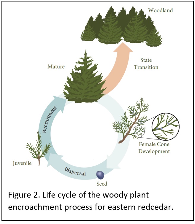Life cycle of the woody plant encroachment process for eastern redcedar. 