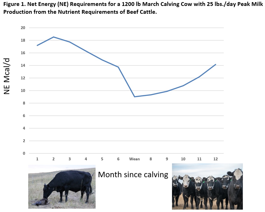 How To Band a Calf – Farm Fresh For Life – Real Food for Health & Wellness