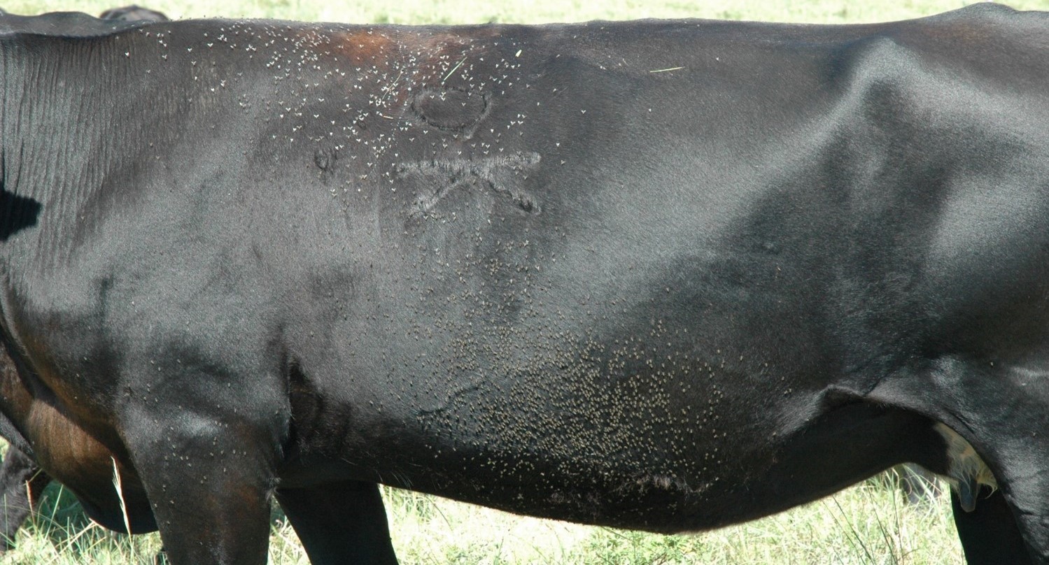flies on a cow's back