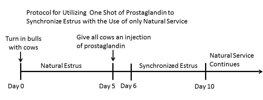 15.1. Protocol of synchronization of heats in the cow with PRID