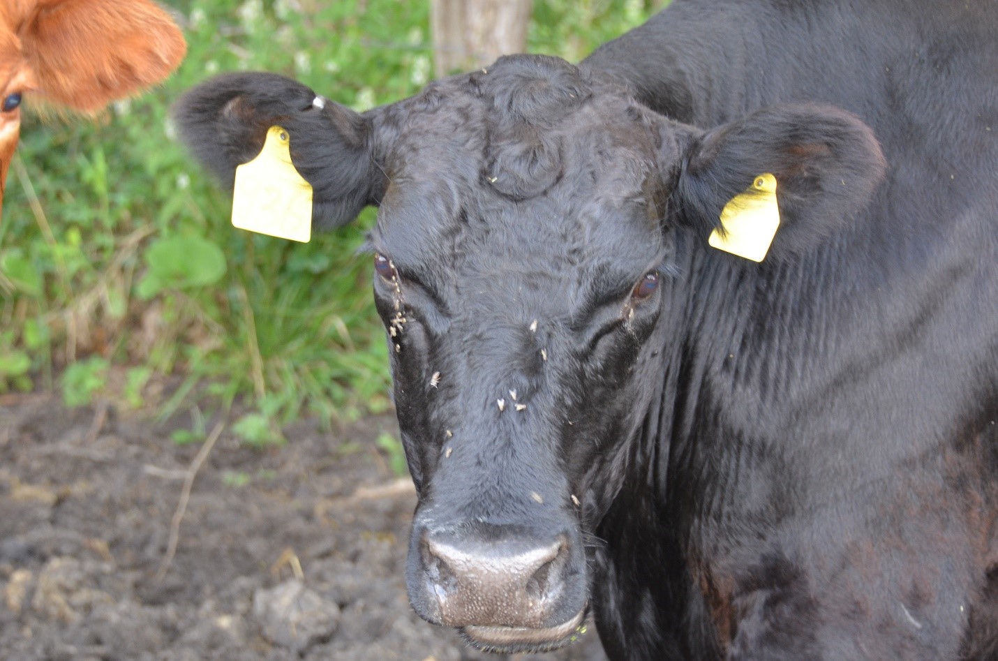 Face flies on a cow