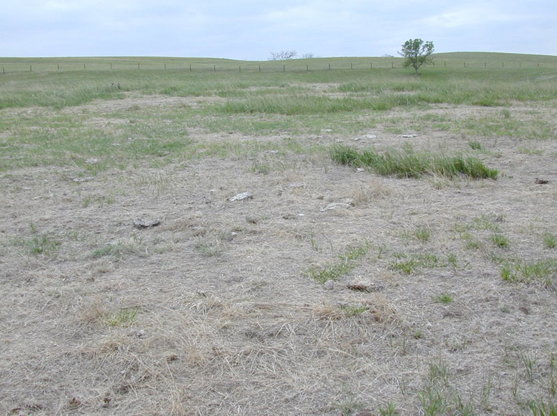 Field with grub damage