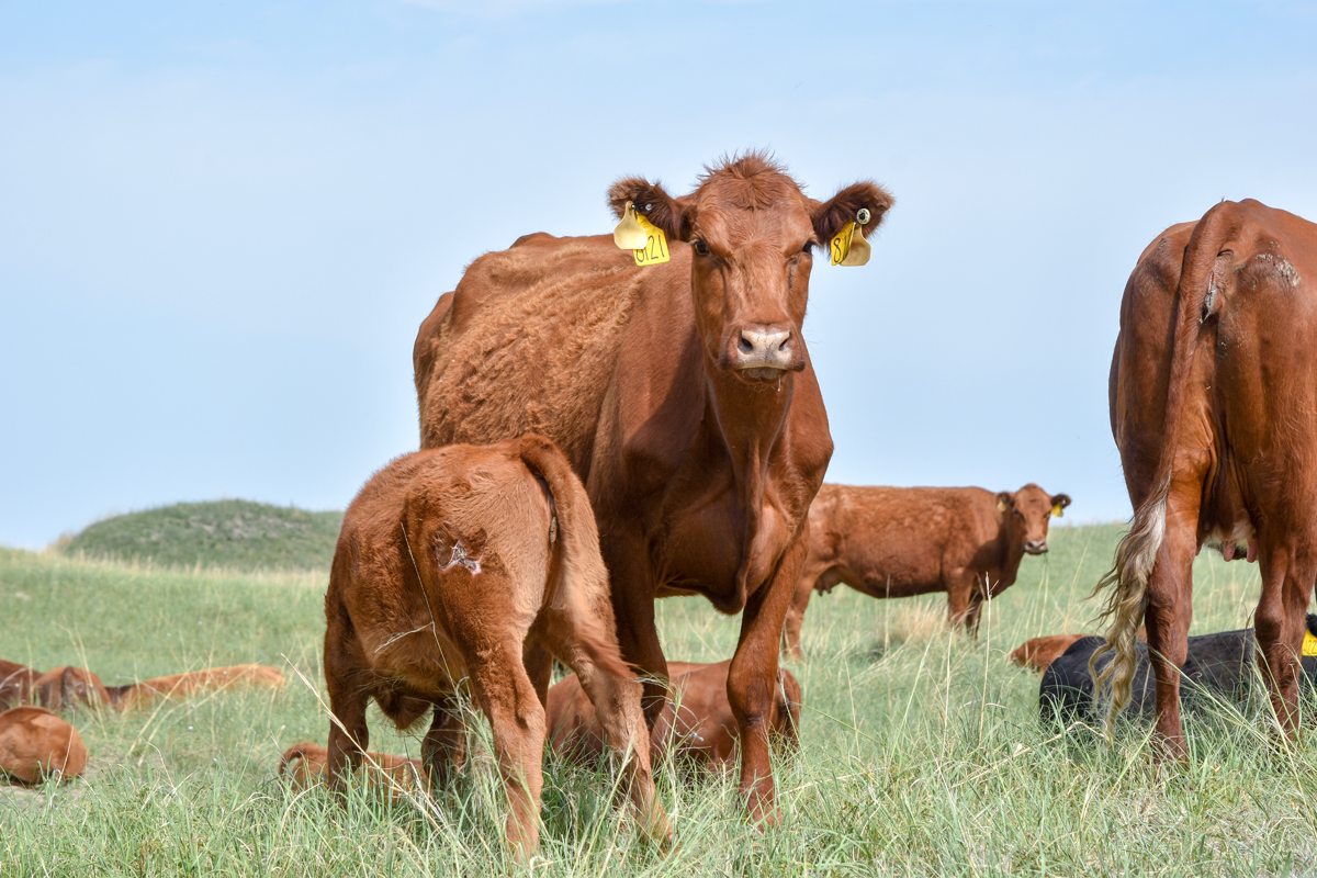 Red Angus cow and calf on pasture