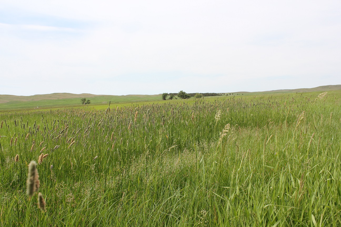 Pasture grasses