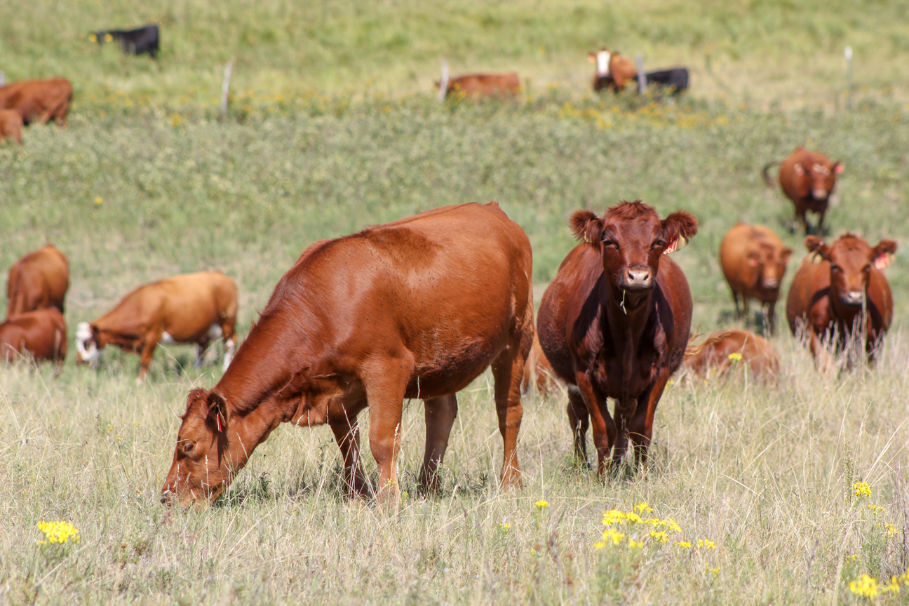 Cattle grazing