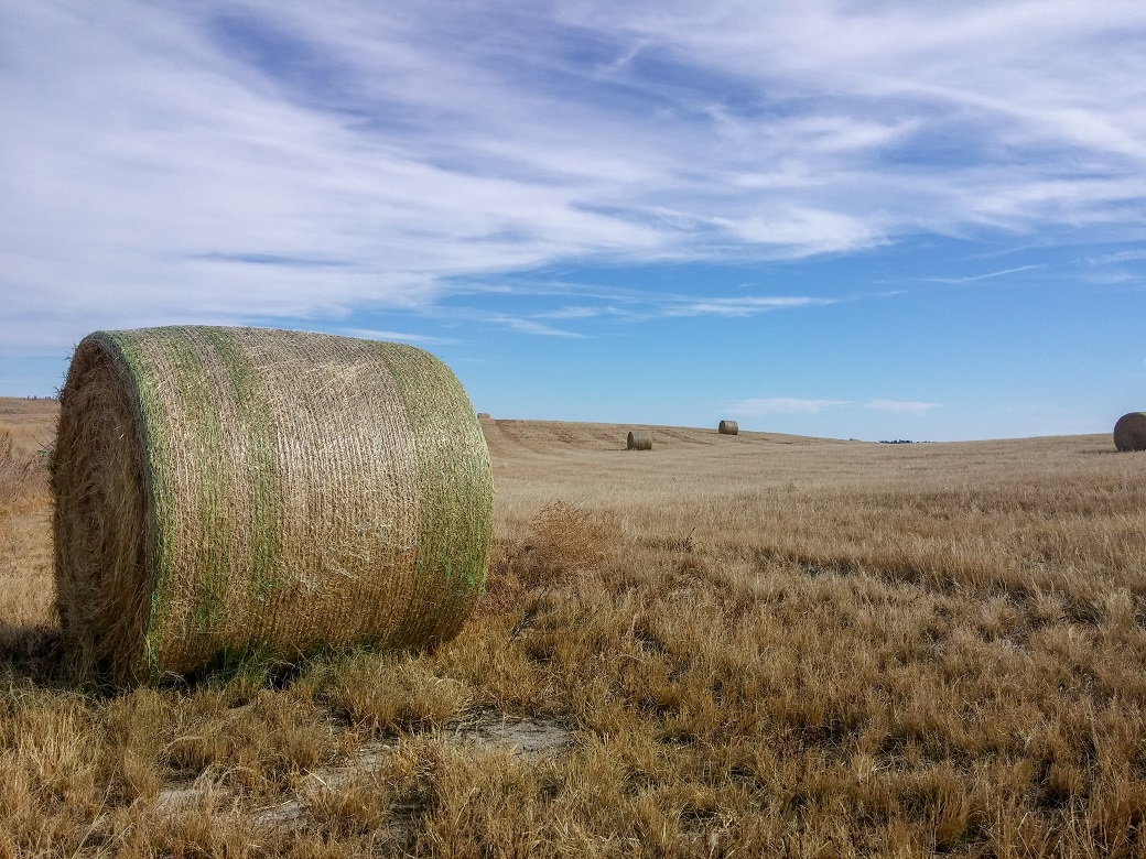 Hay field and bales