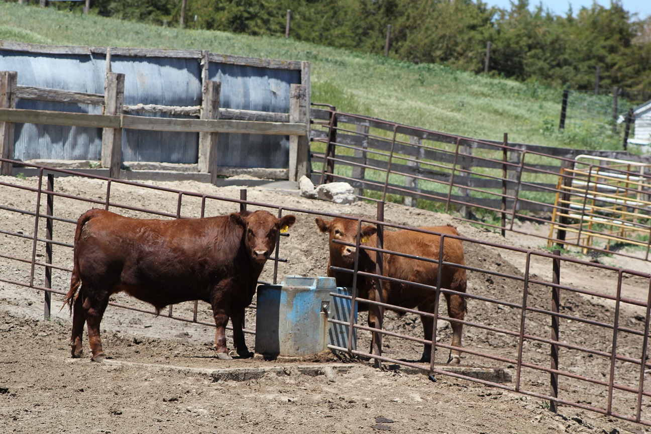 Feedlot cattle at water tank