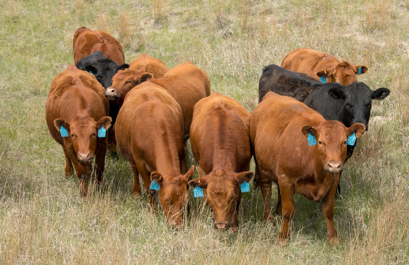 Heifers grazing