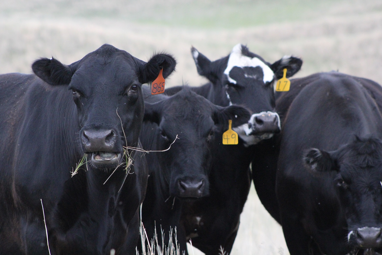 Simple Synchronization of Cows - One Injection, One Time through the Chute,  and Bull Breed | UNL Beef