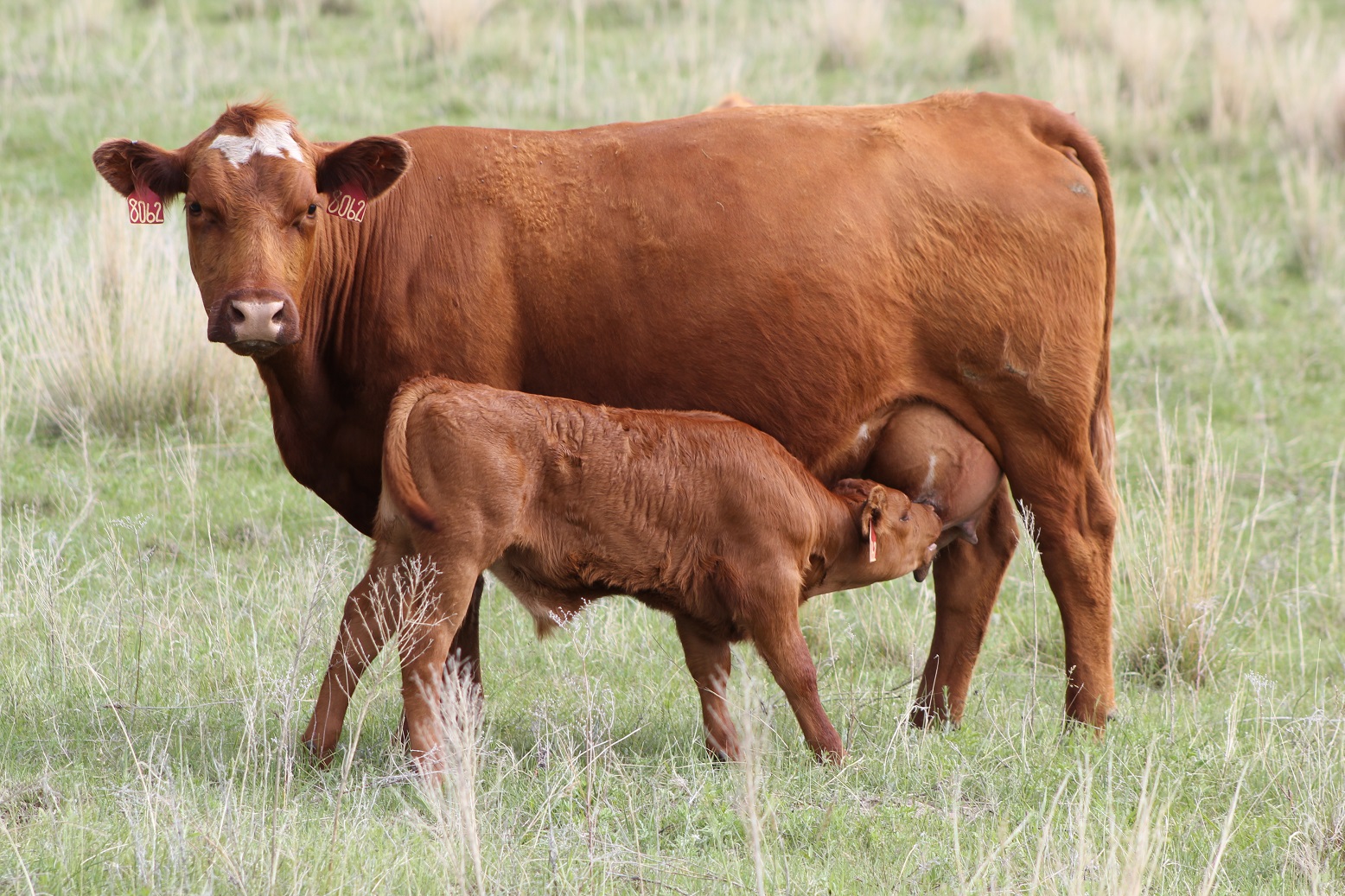 calf suckling from mother