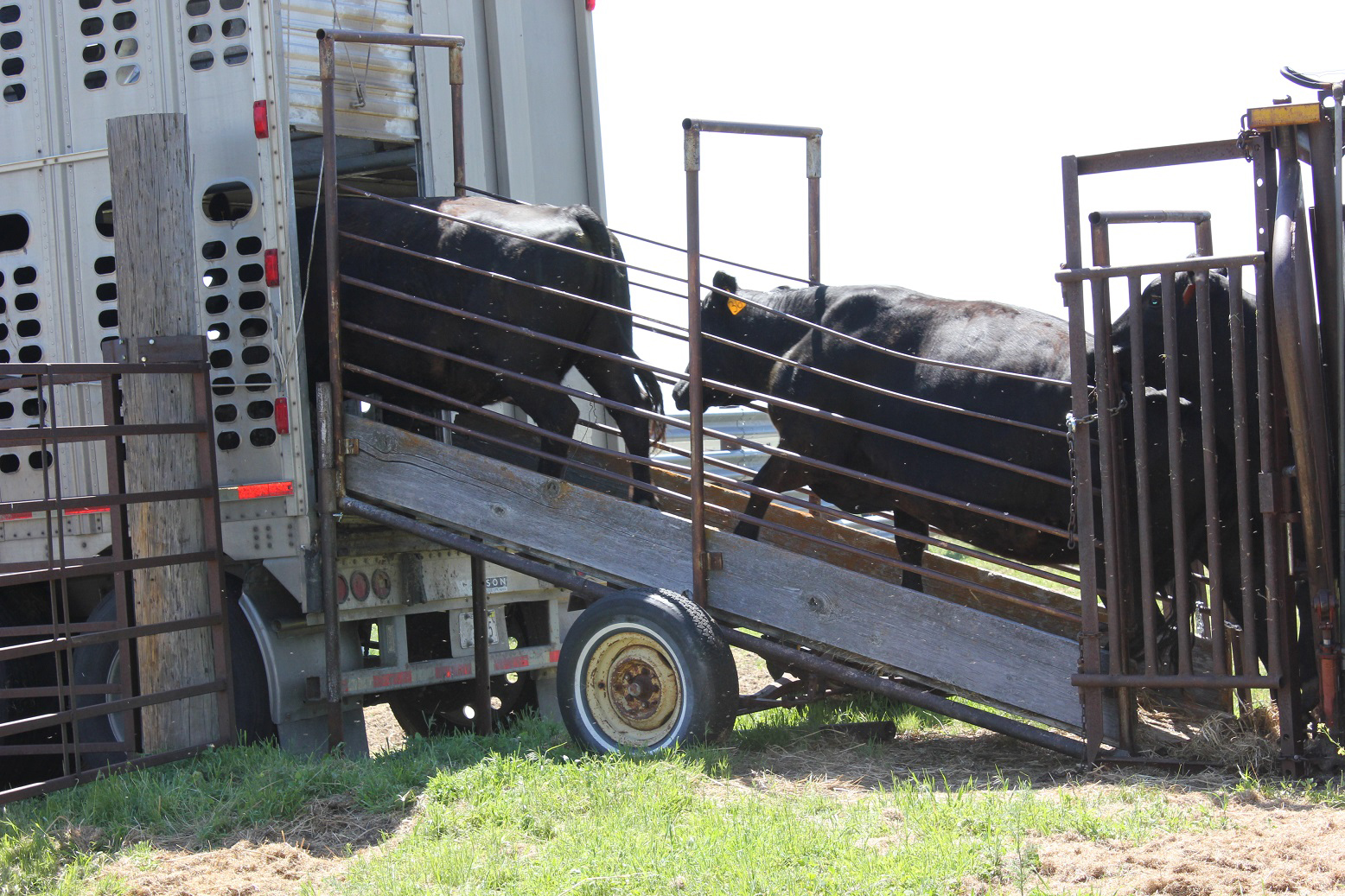 Preparing For Cattle Transport Saves Time Money And Stress The Stock 