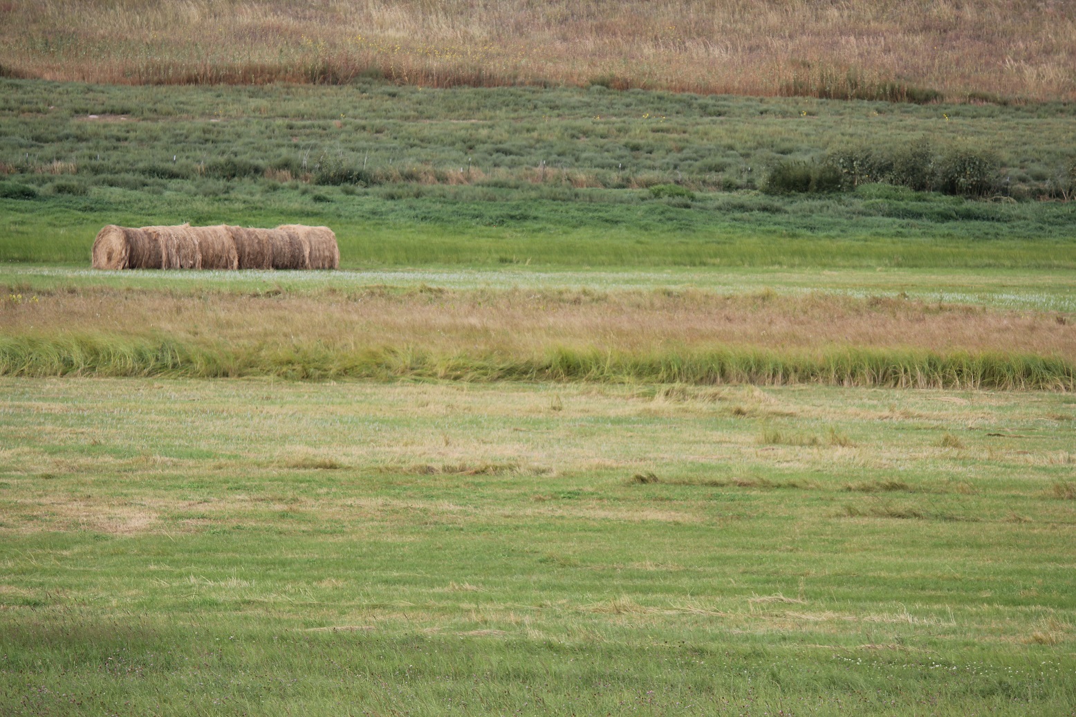 Nebraska Sandhills meadow