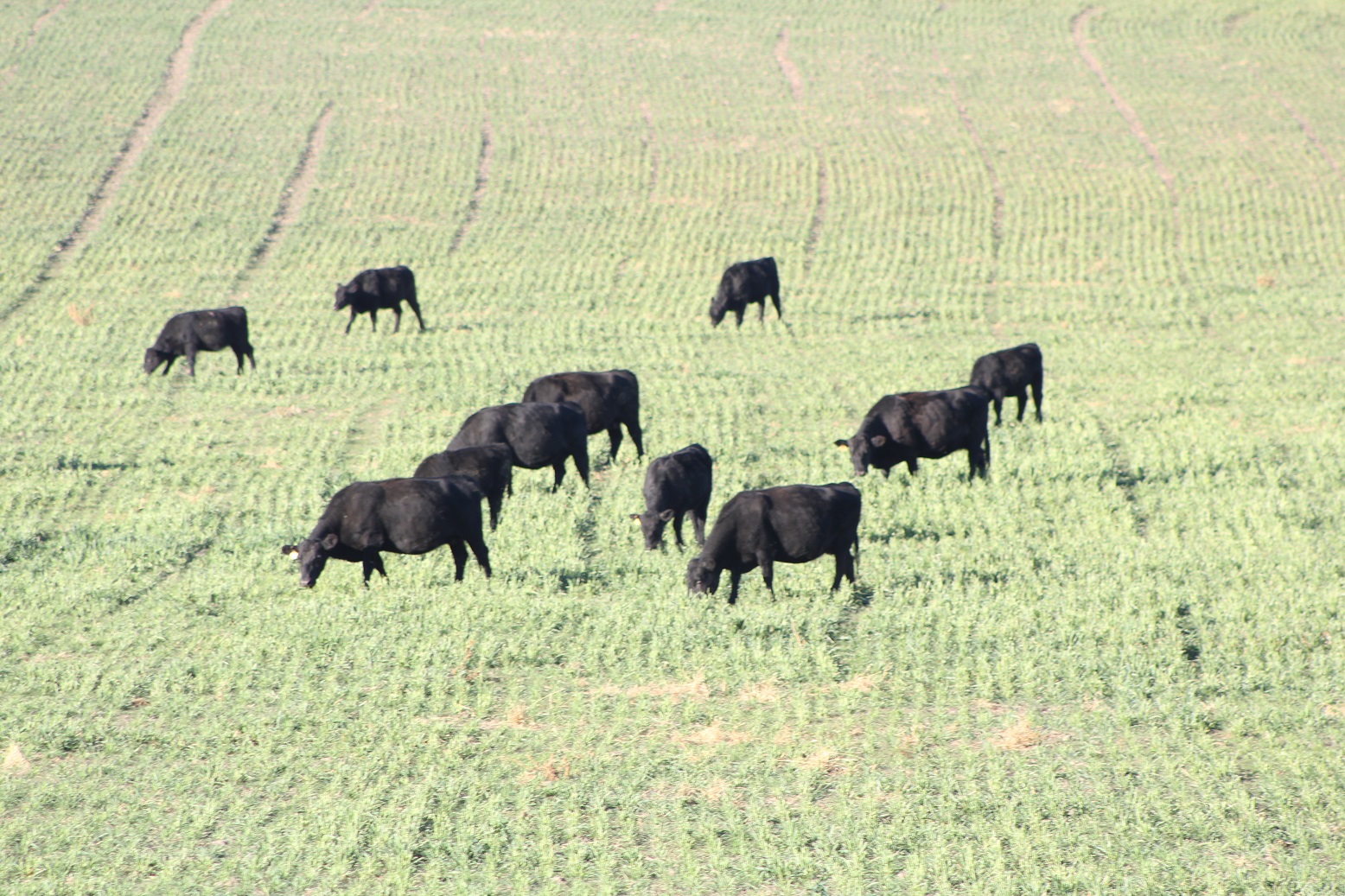 Cows grazing wheat