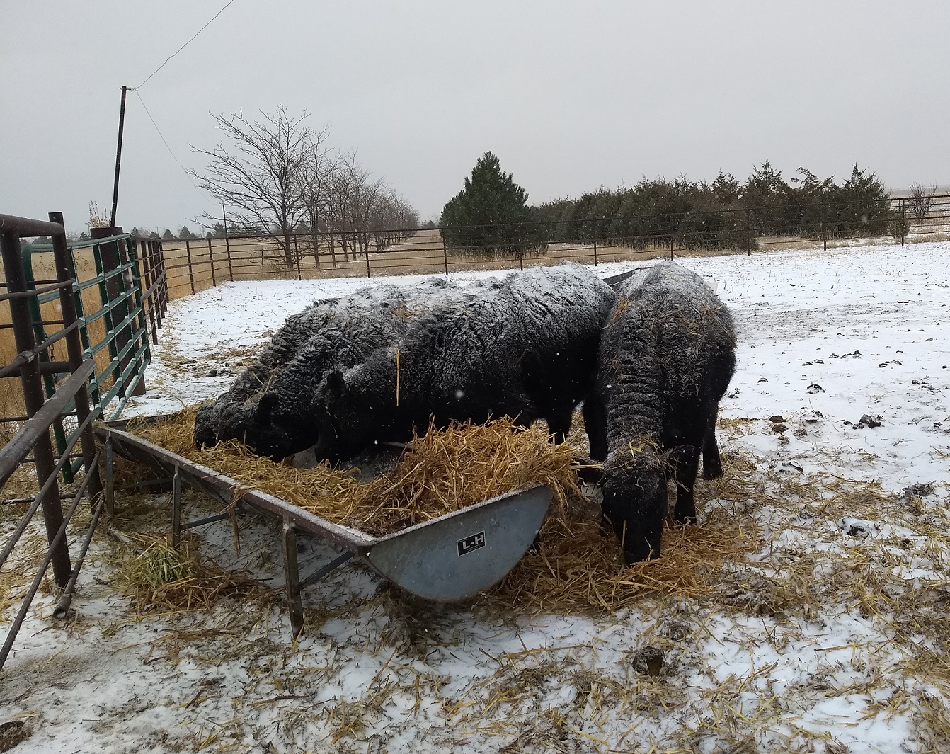 cattle eating feed on a snowy day