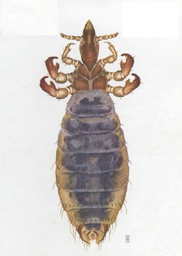 Long-nose cattle louse.