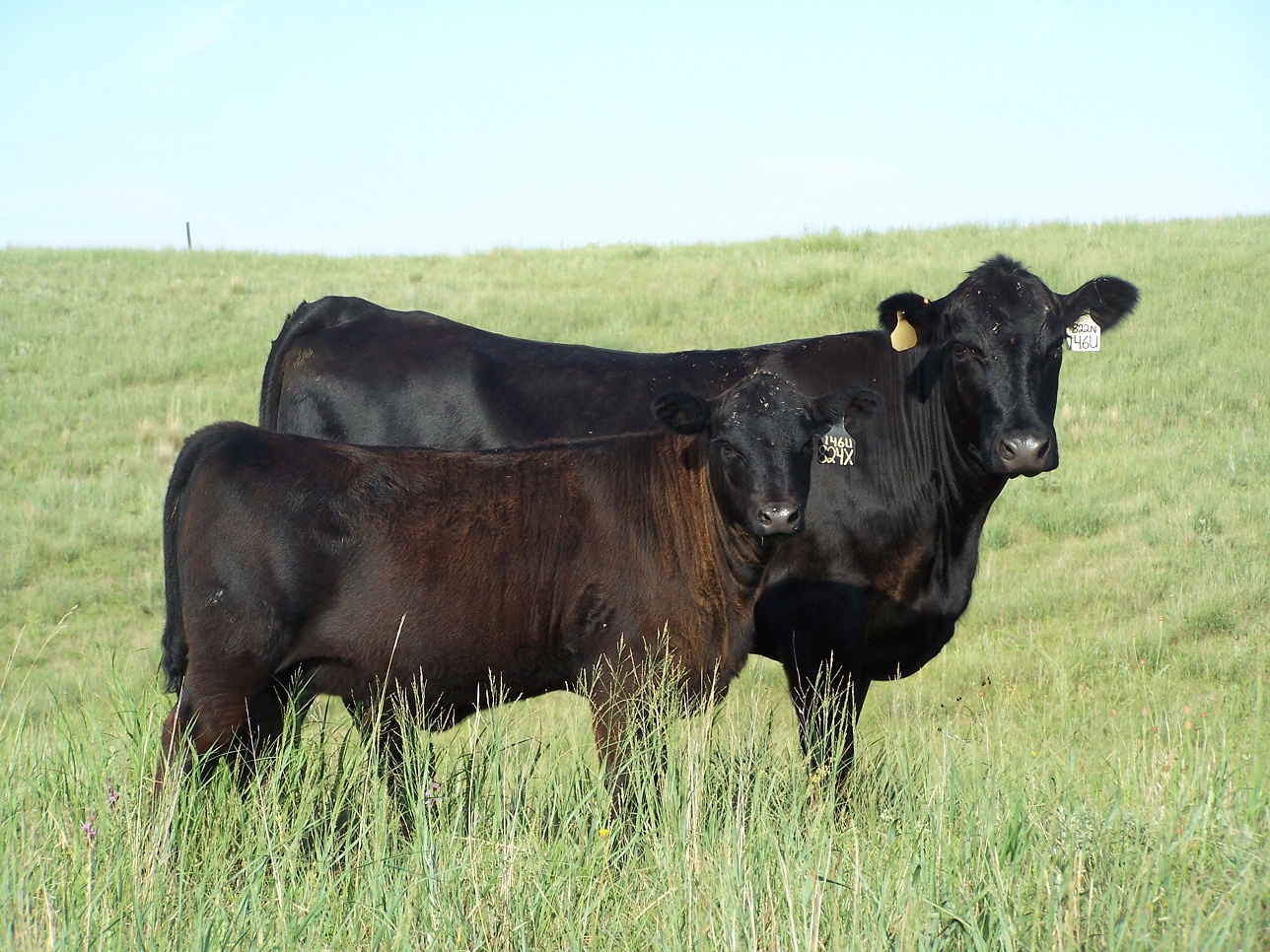 Cow and calf on range