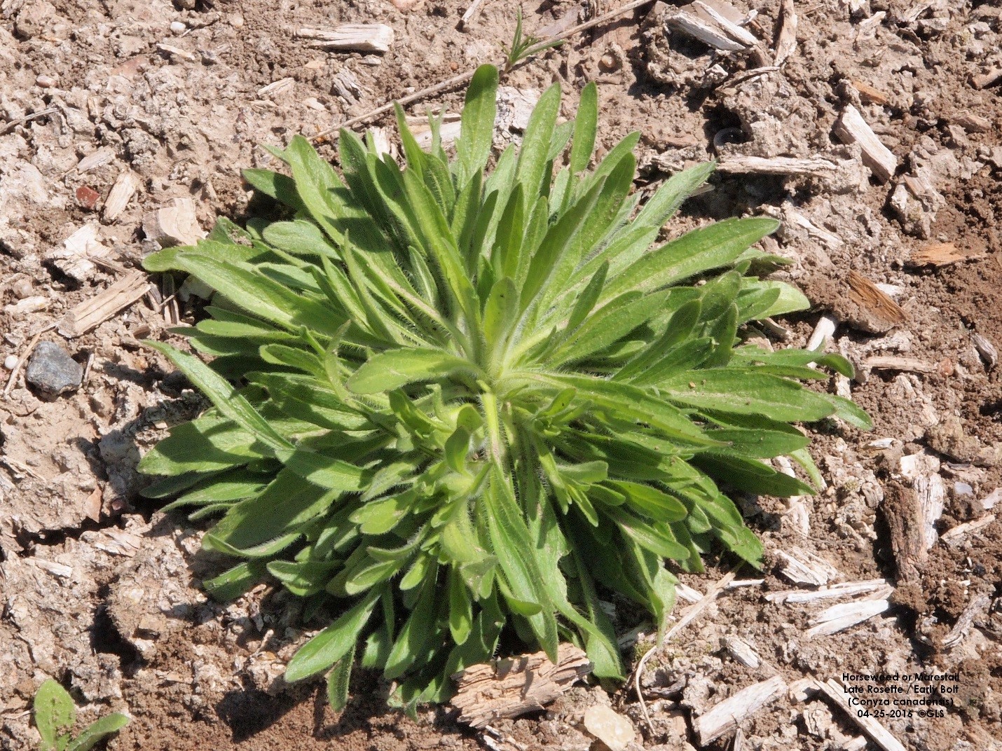 Marestail / Horseweed   