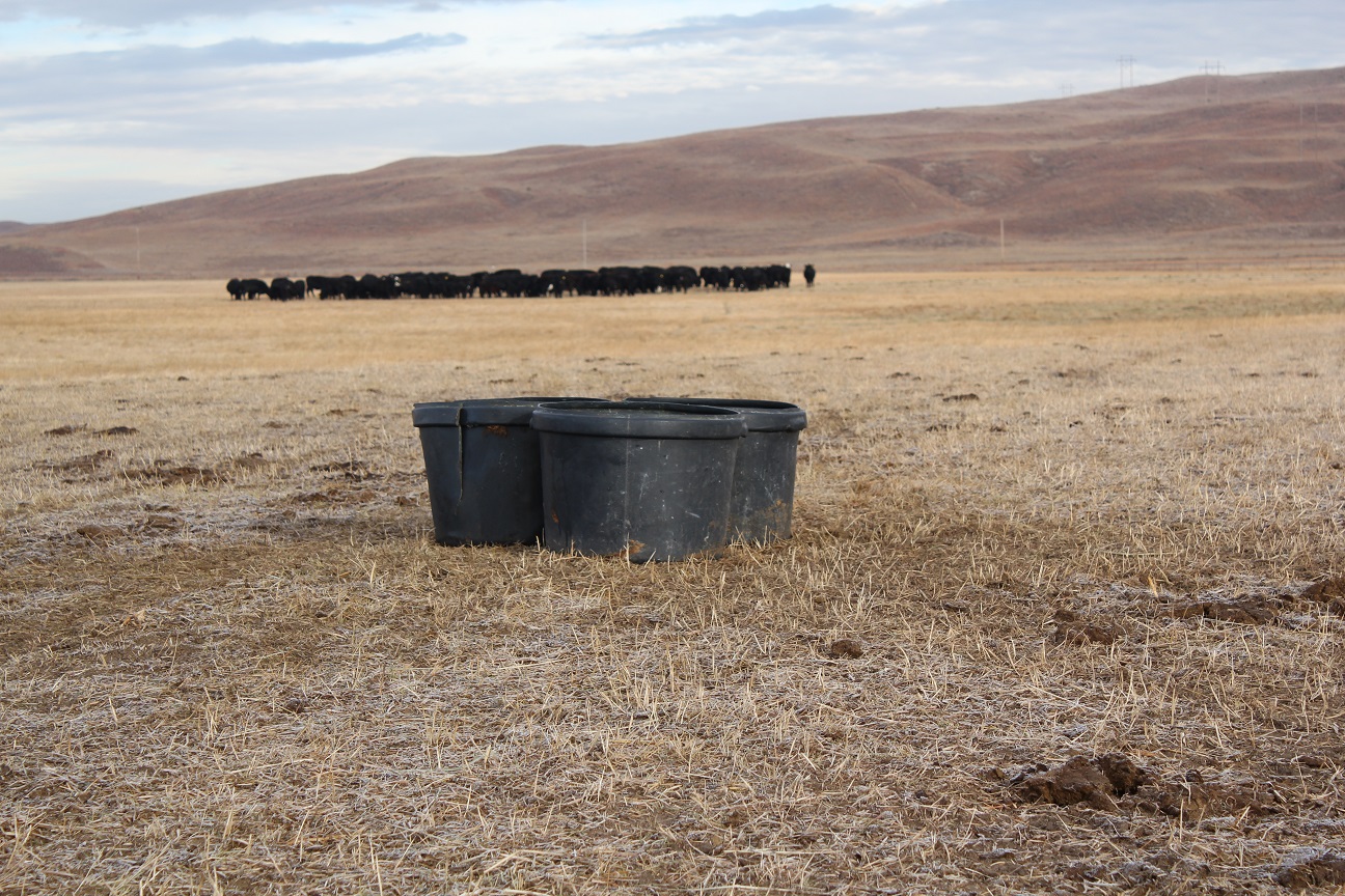 Mineral for beef cattle
