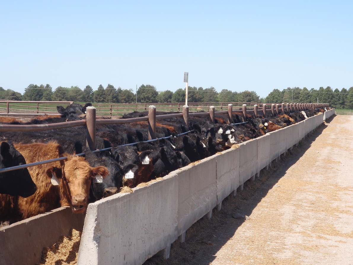 Cattle at bunk