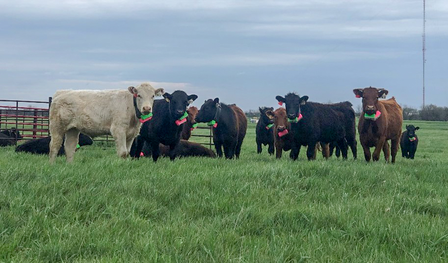 GPS Collars on cattle