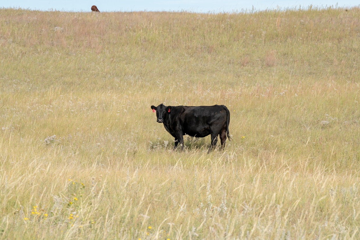 Cow on range