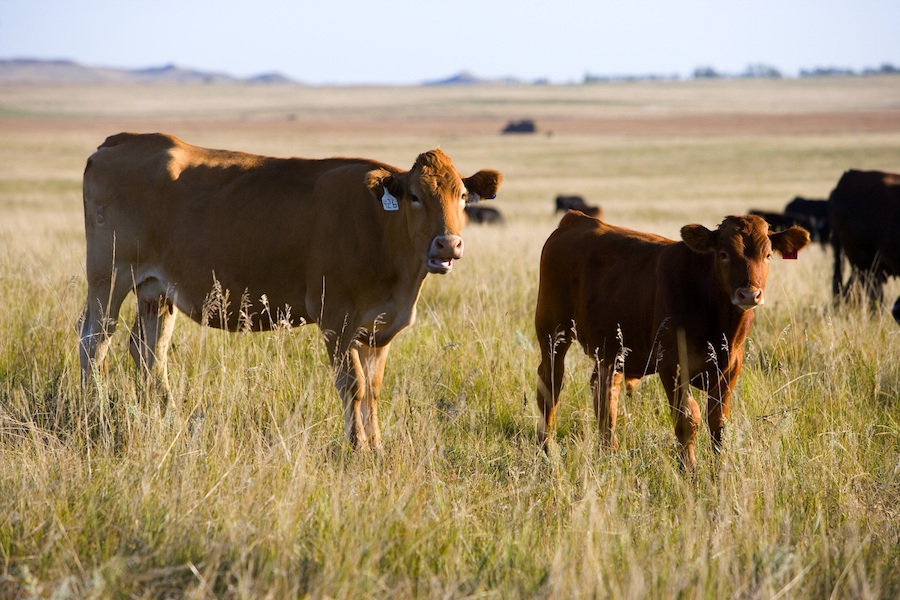red cow calf pair in pasture