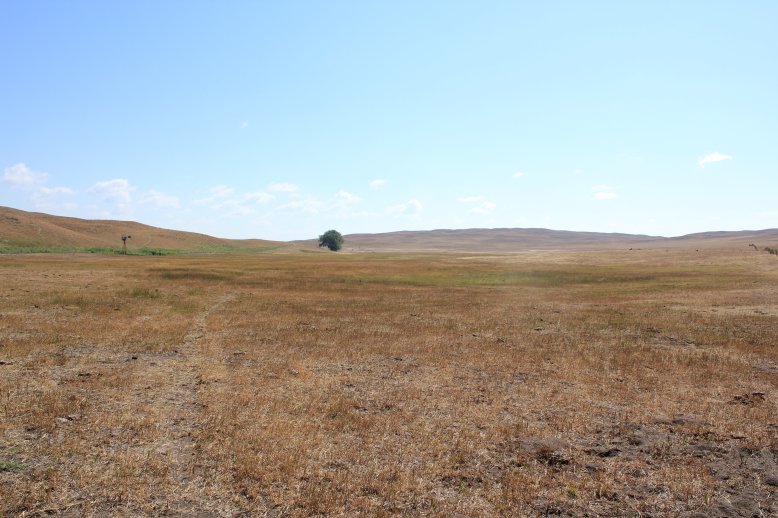 Drought stressed pasture