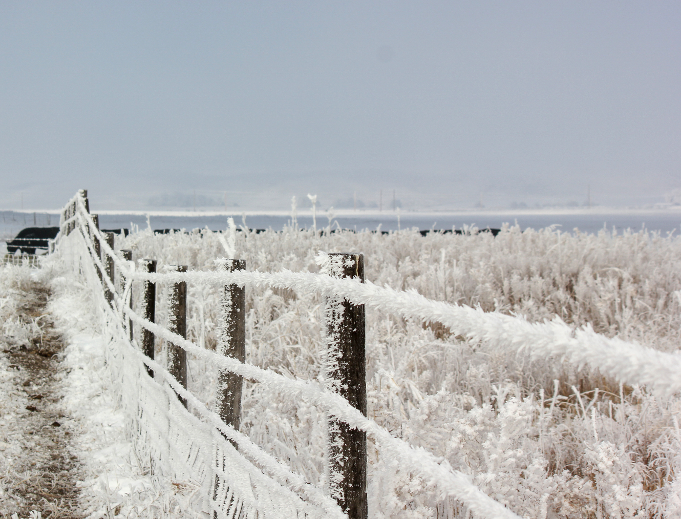 Frost-covered fenceline and plants, with cattle in the background. 