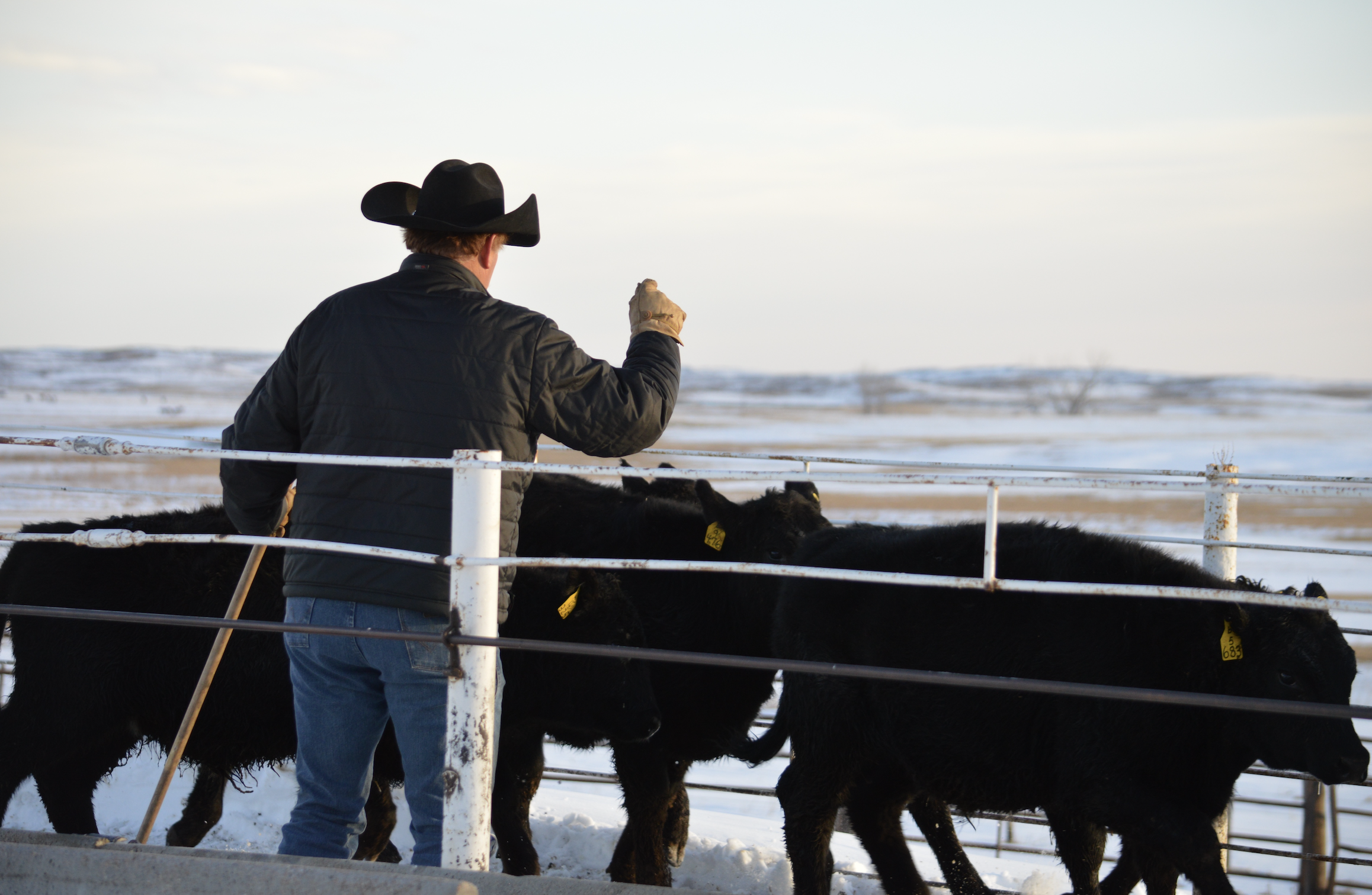 black calves and a man in a cowboy hat