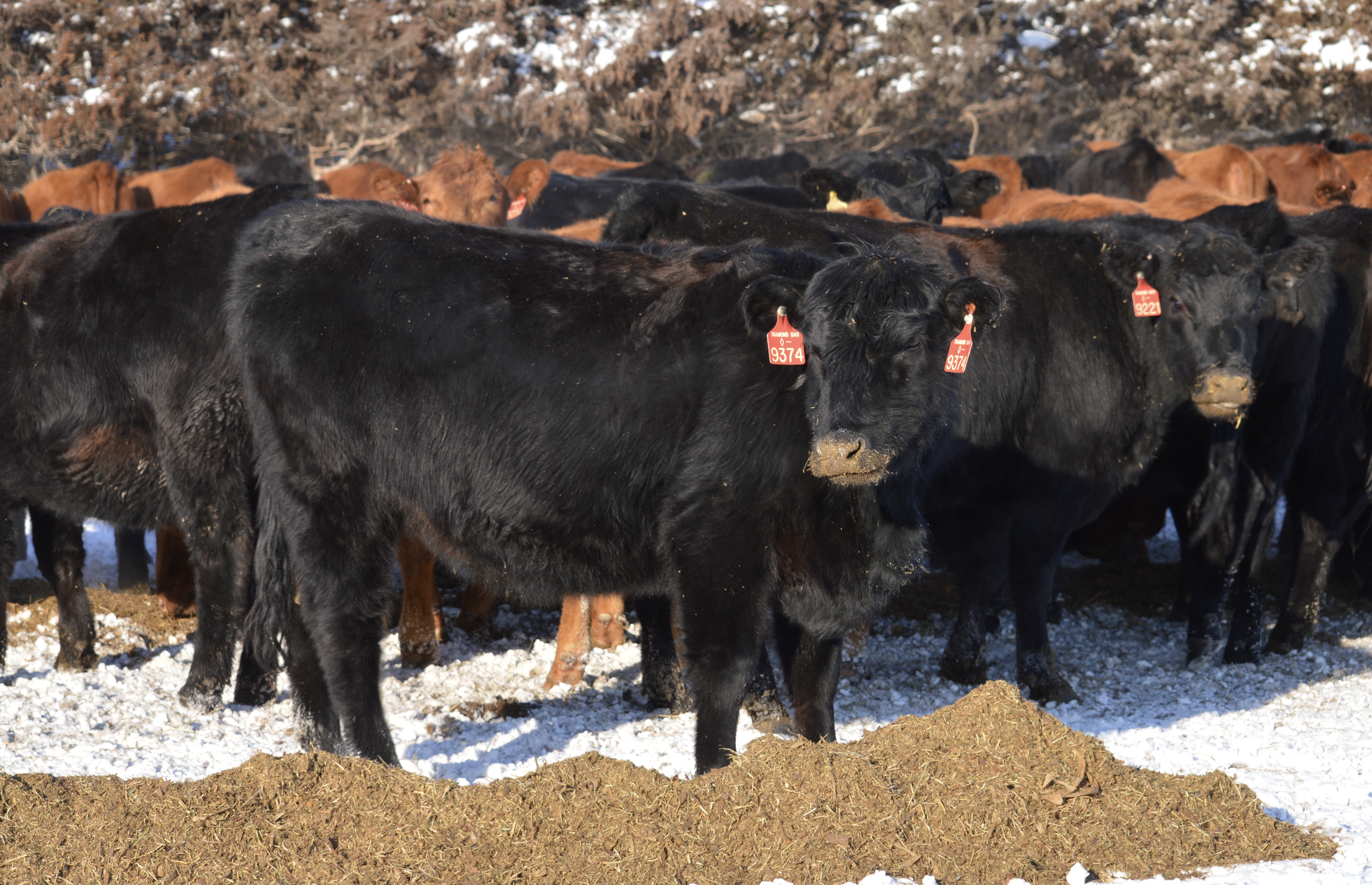 heifers eating ground feed in the snow