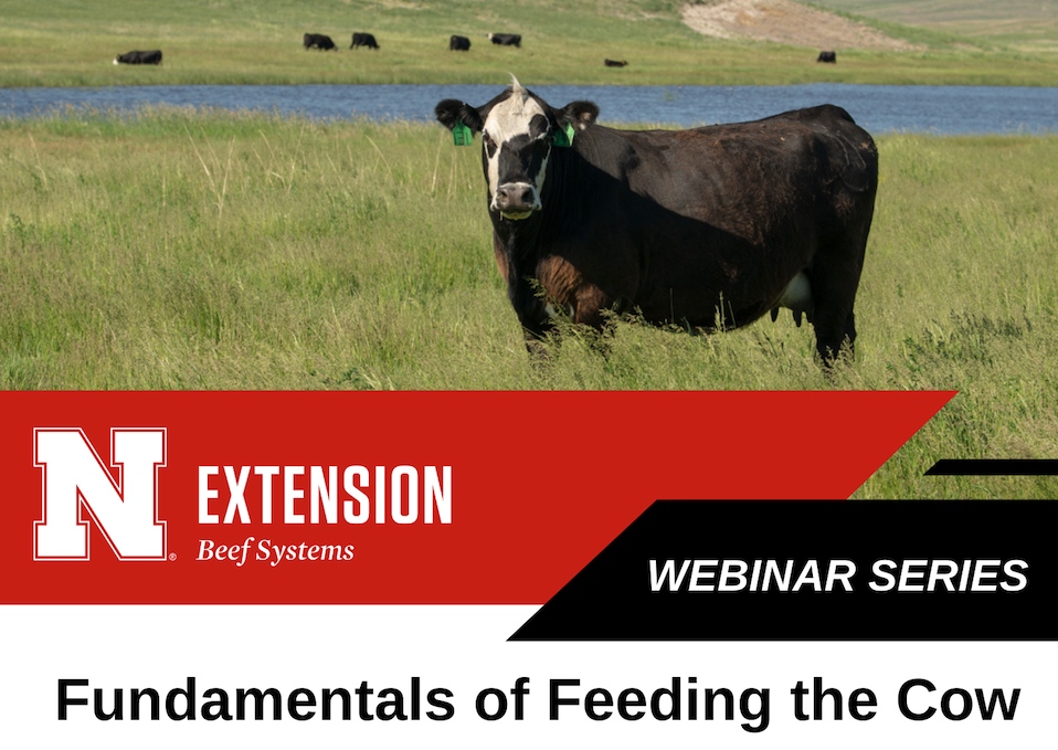Fundamentals of feeding the cow webinar series graphic