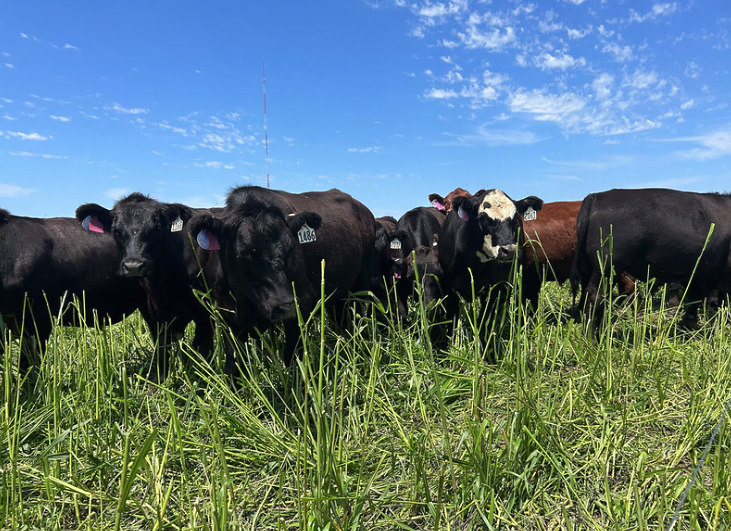 Cattle grazing annual forages