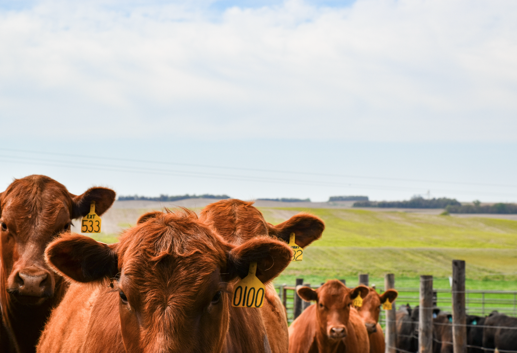 Red heifers