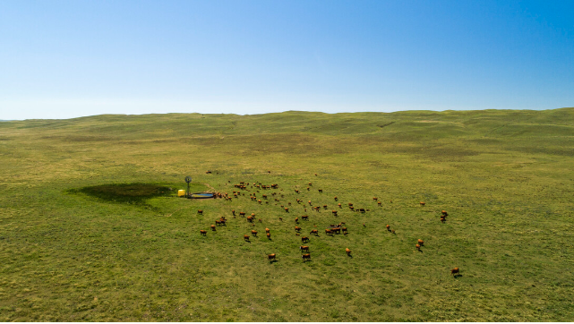 Cattle grazing near windmill in green pastures