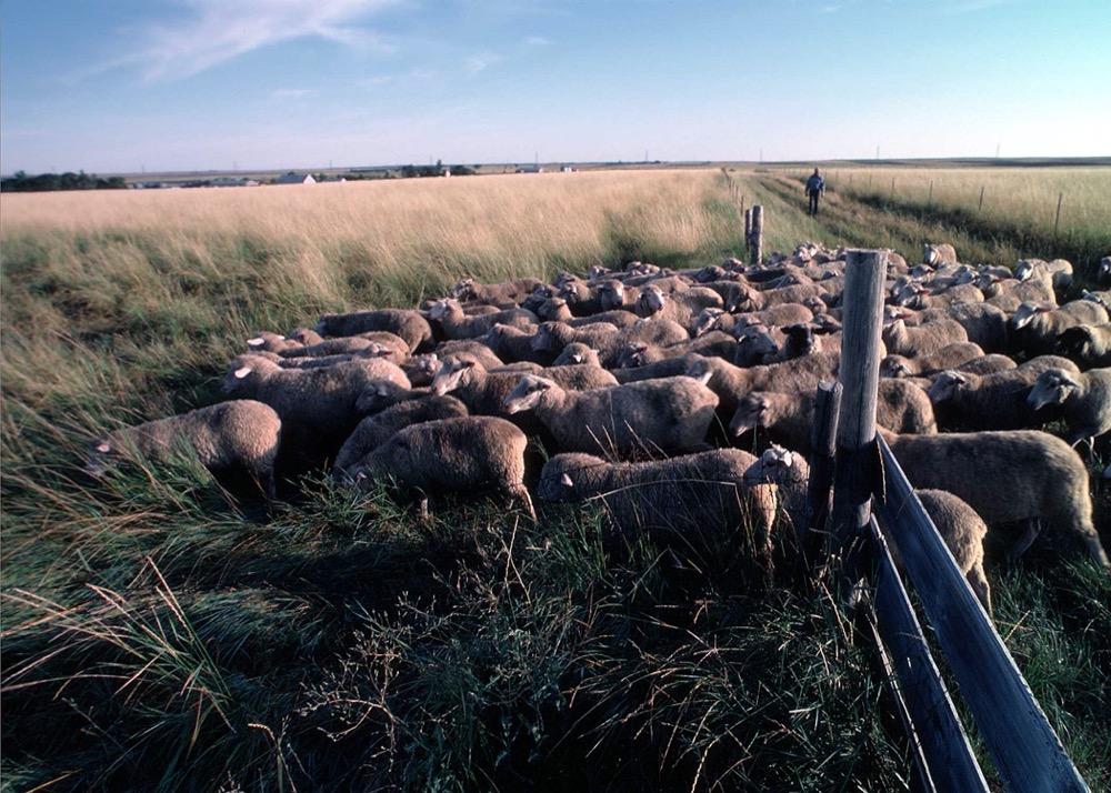 a herd of sheep moving through a field