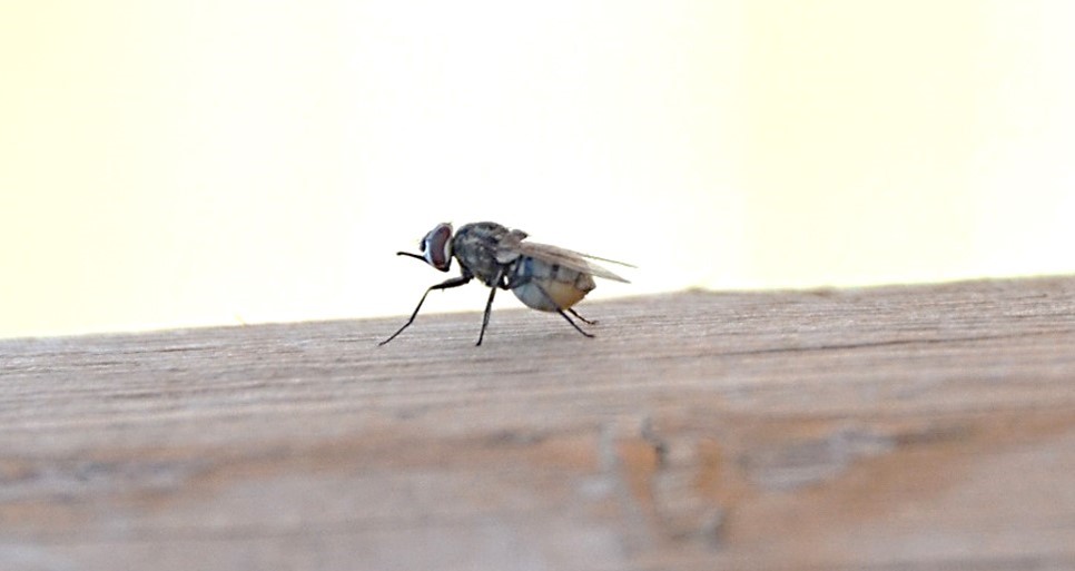 Stable fly resting on a board, piecing/sucking mouthpart protruding in front of the head