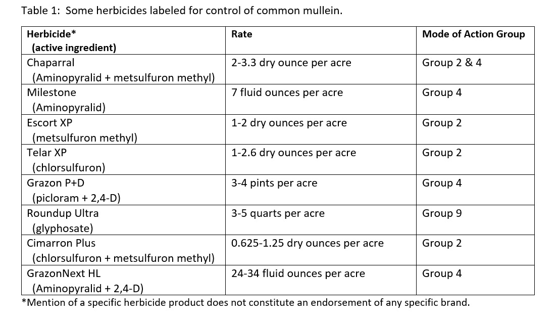 Herbicide for common mullein control