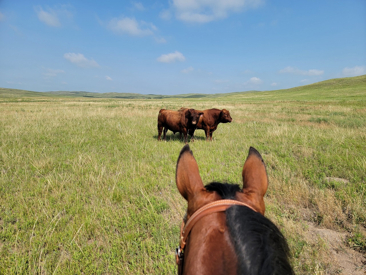 Bulls in pasture