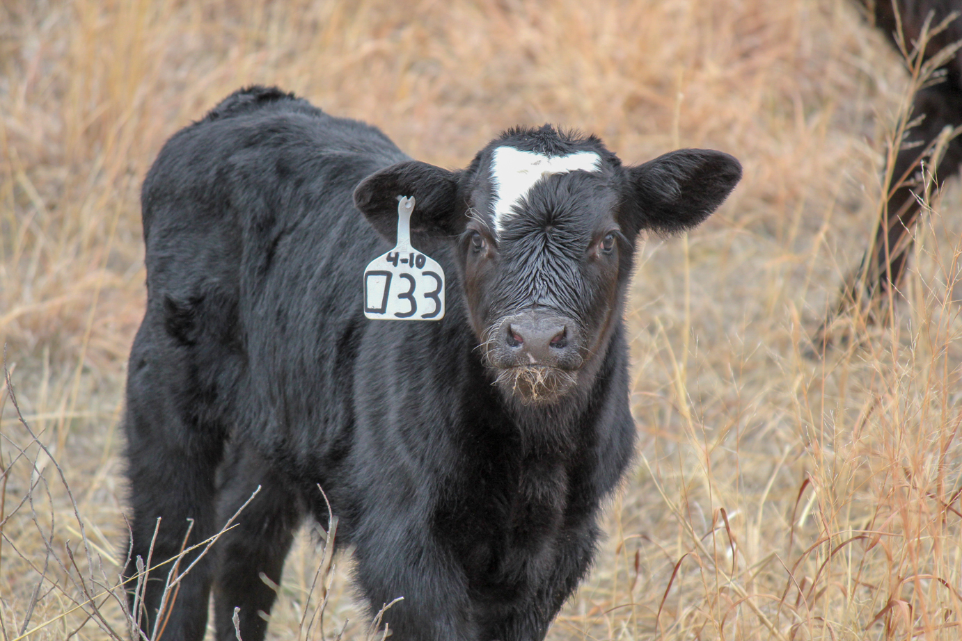 Calf in pasture
