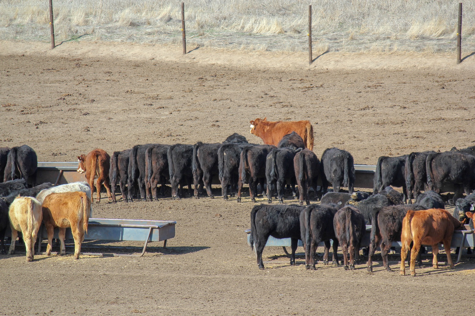 Calves on feed