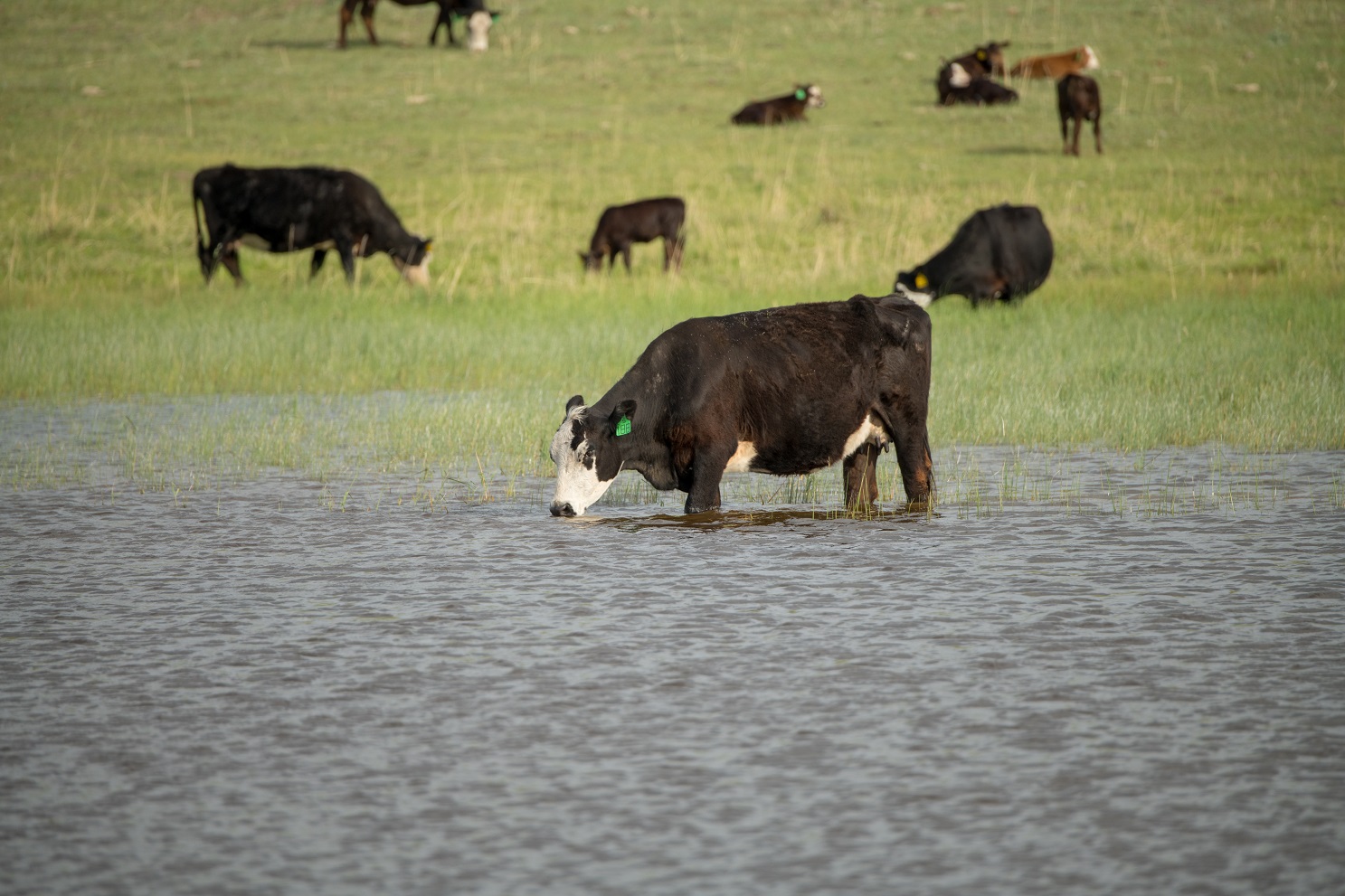 Cow drinking from lake
