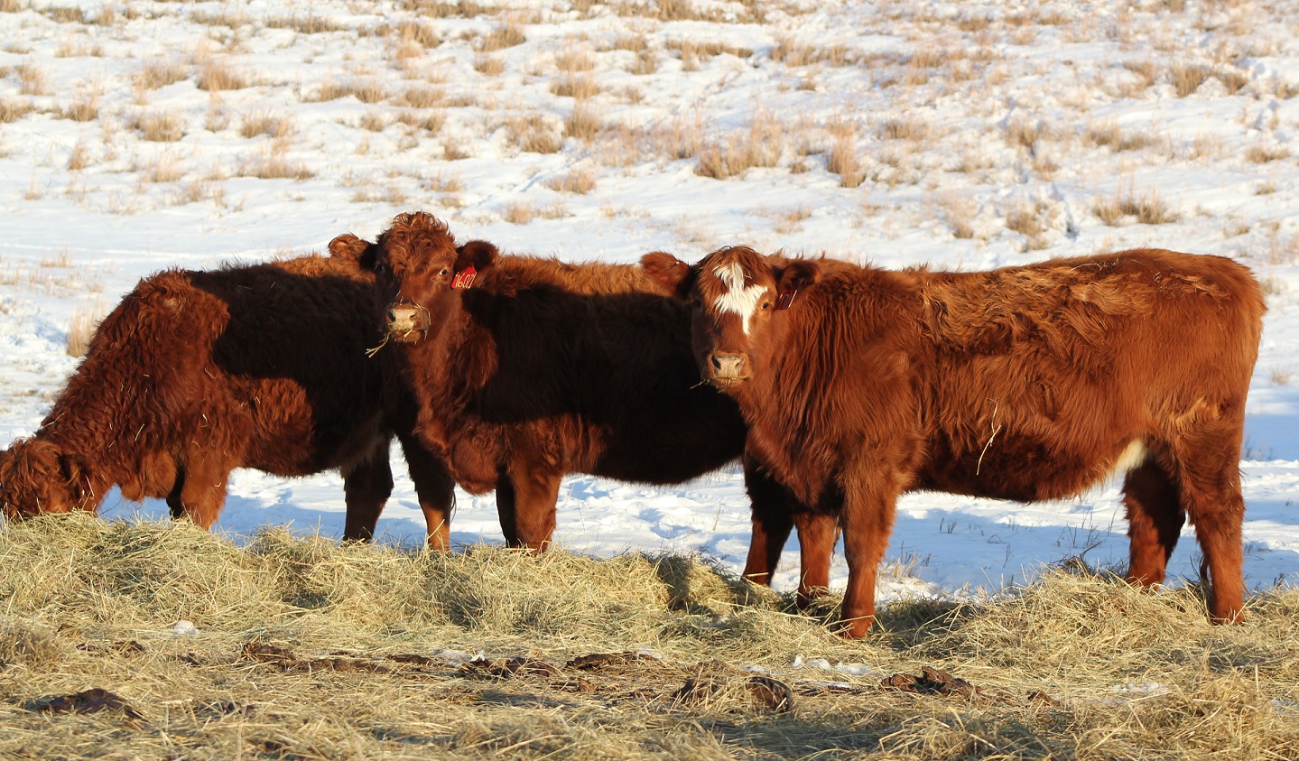 Cows eating hay