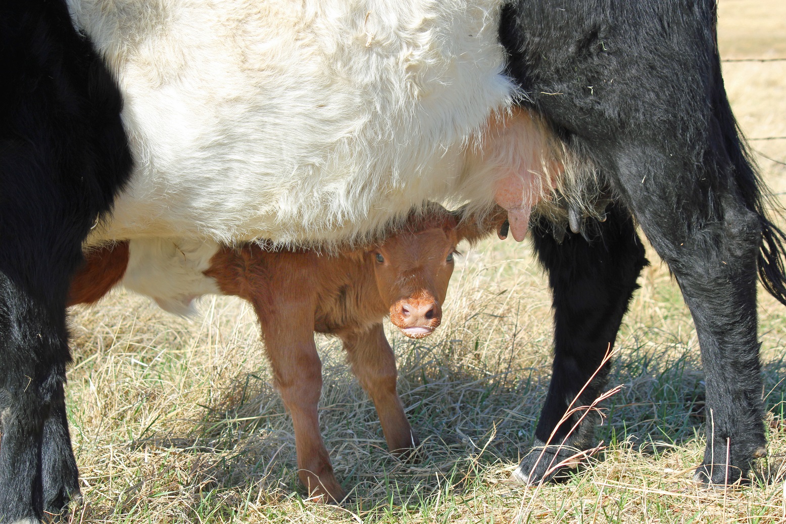 calf peeking out from under the mother cow's belly