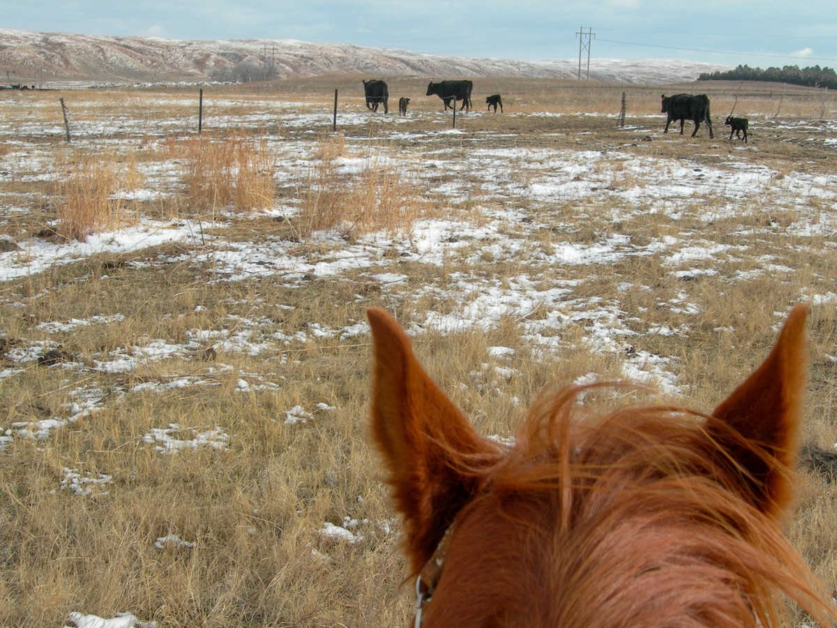 three cow calf pairs in a pasture viewed from horseback